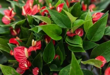 The Heart of Nature: Anthurium Flowers and Their Timeless Charm