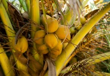 The Tree of Life: How the Coconut Sustains Cultures and Communities