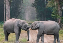 Walking with Giants: Why Elephants Matter More Than Ever