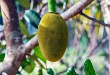 The Giant’s Gift: How the Jackfruit Tree Feeds and Sustains Millions