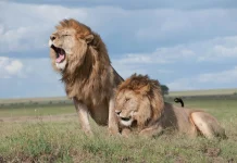 The Last Roar: Lions at the Crossroads of Survival