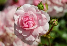 Roses Through Time: The Eternal Bloom of Love and Beauty